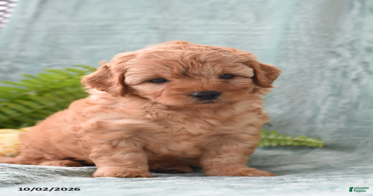 Cockapoo Puppies for sale in Pennsylvania | Lancaster Puppies