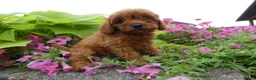 Cavapoo dogs for sale: Cavapoo 2 Marshall - Ad 3