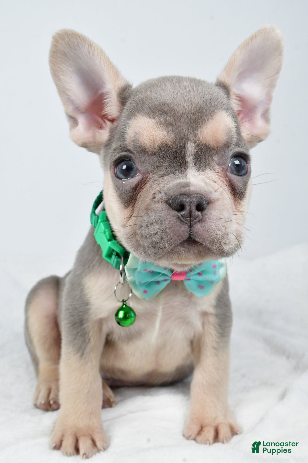 French Bulldog dogs for sale: Emily  - Ad 3