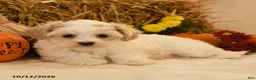 Maltipoo dogs for sale: Judith - Ad 3