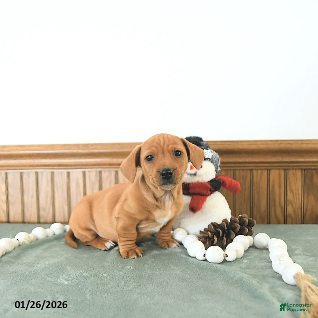 Miniature Dachshund dogs for sale: Brody - Ad 9