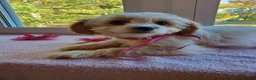 Cavachon dogs for sale: Blizzard - Ad 4
