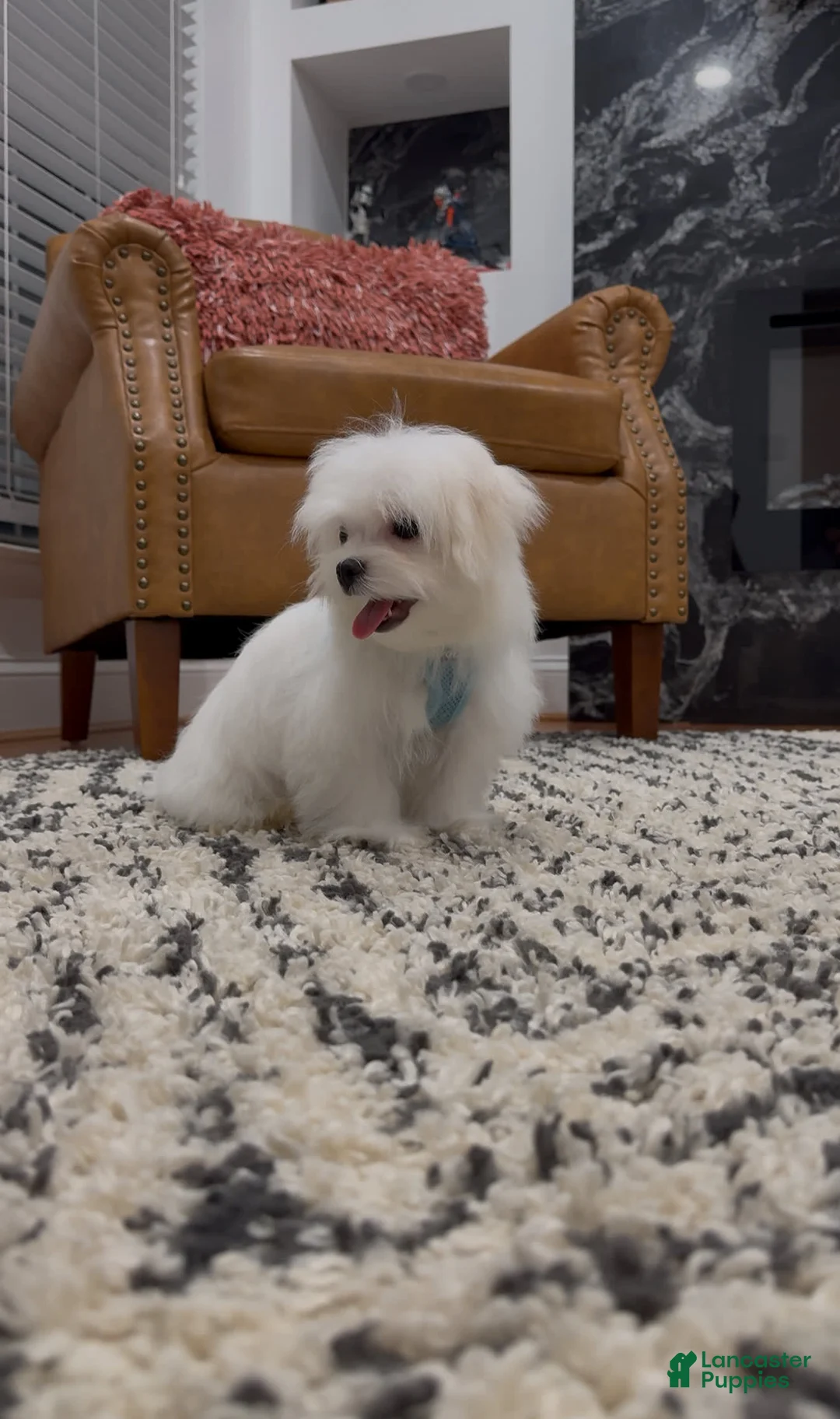 Maltese dogs for sale: Theo - Ad 5