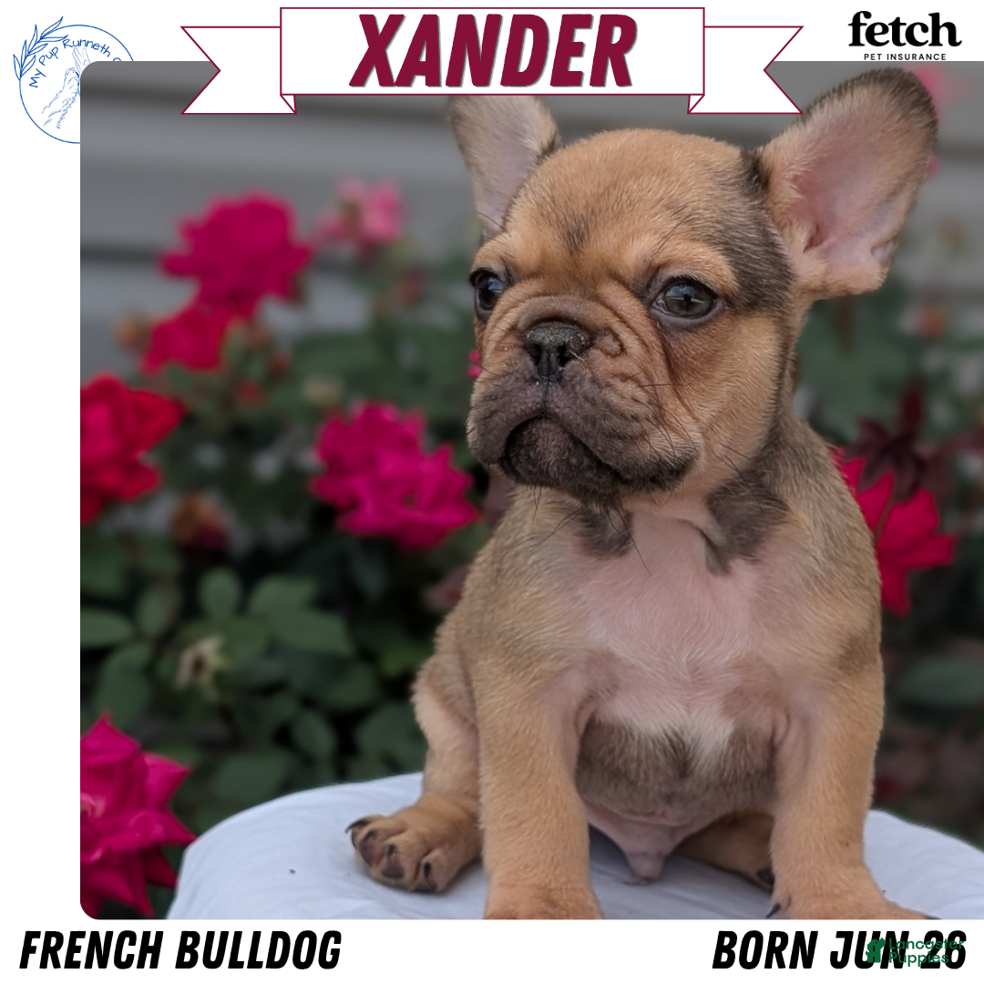 French Bulldog dogs for sale: Xander - Ad 2