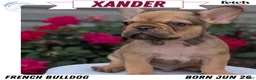 French Bulldog dogs for sale: Xander - Ad 1