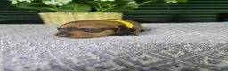 Miniature Dachshund dogs for sale: Bandit - Ad 3