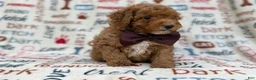 Cavapoo dogs for sale: Adam - Ad 9