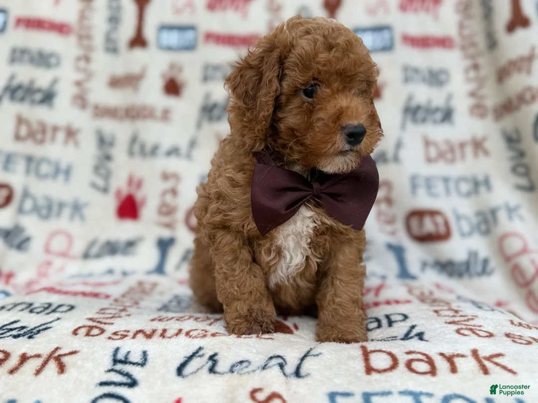Cavapoo dogs for sale: Adam - Ad 9