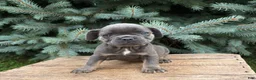 French Bulldog dogs for sale: Diva - Ad 1