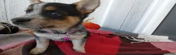 Australian Cattle Dog dogs for sale: Australian Cattle Dog 7 Lynette - Ad 6