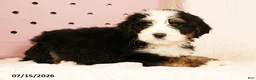 Bernedoodle dogs for sale: Rusty - Ad 8