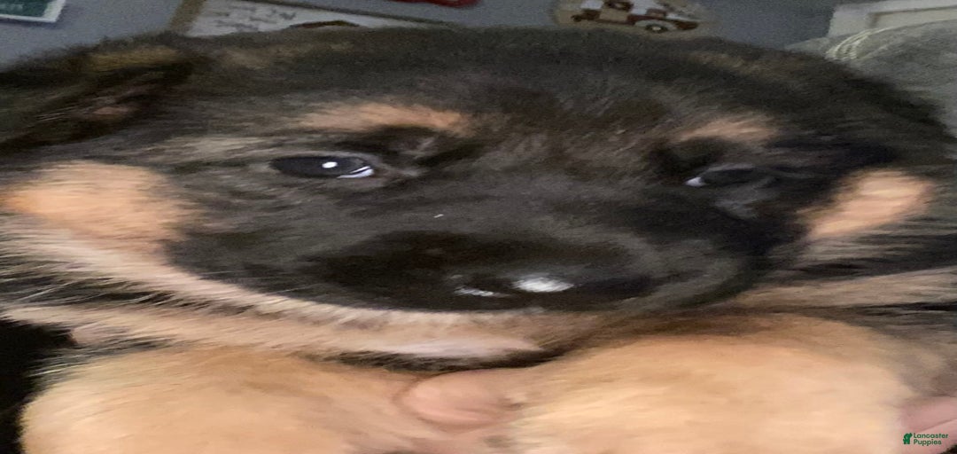 Gallery Image {{count}}