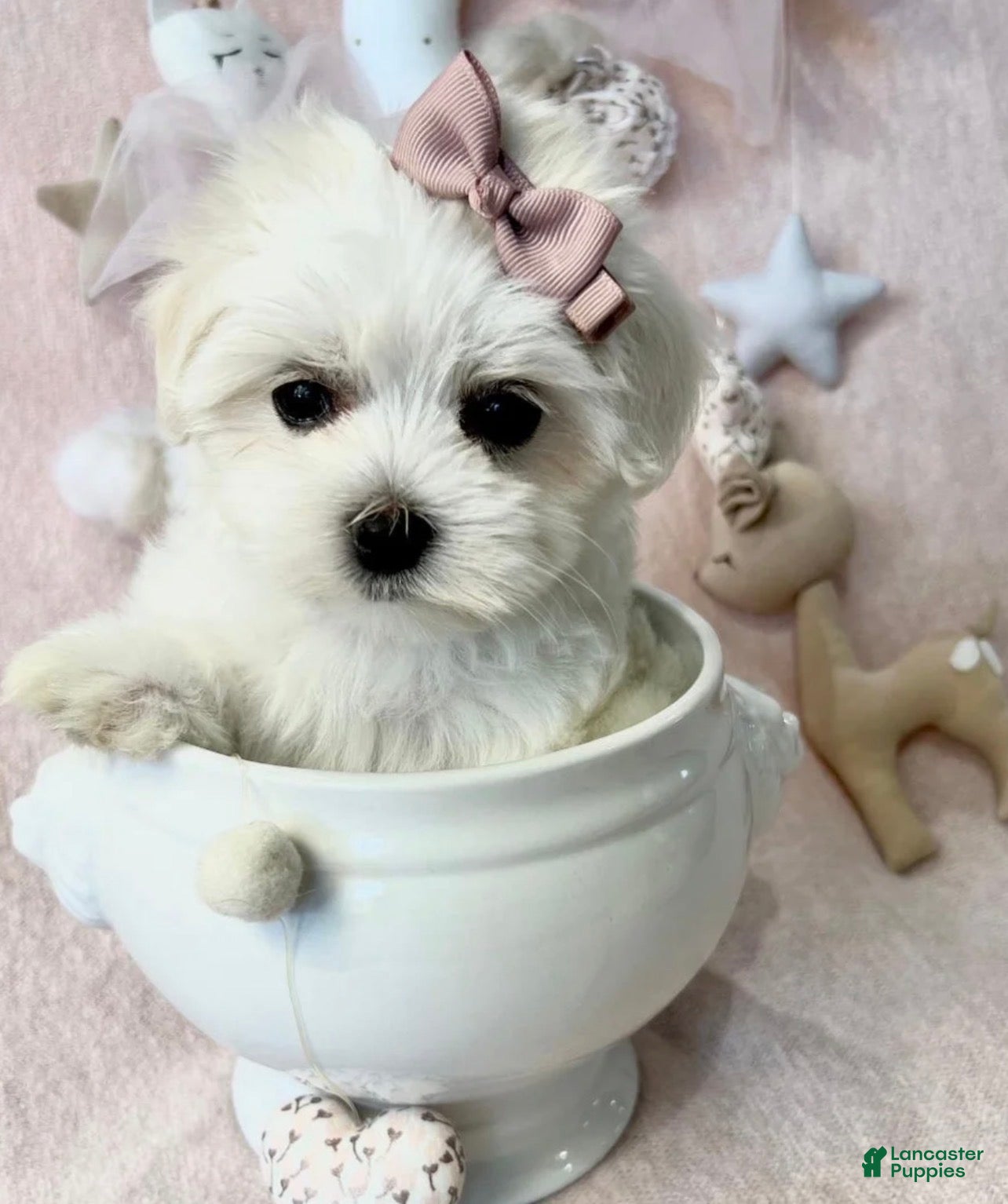 Maltese