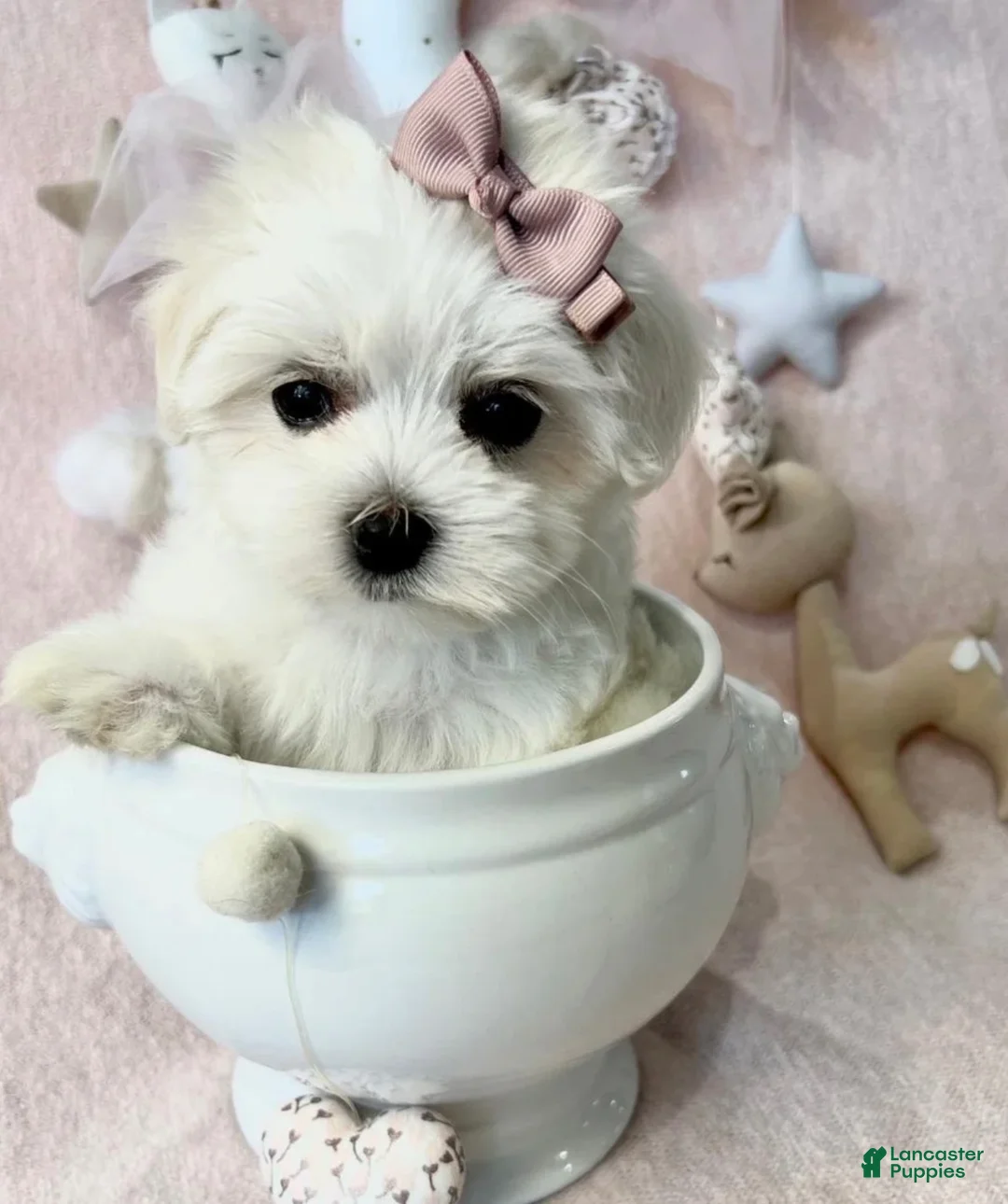 Maltese dogs for sale: Teacup Maltese 1 - Ad 1
