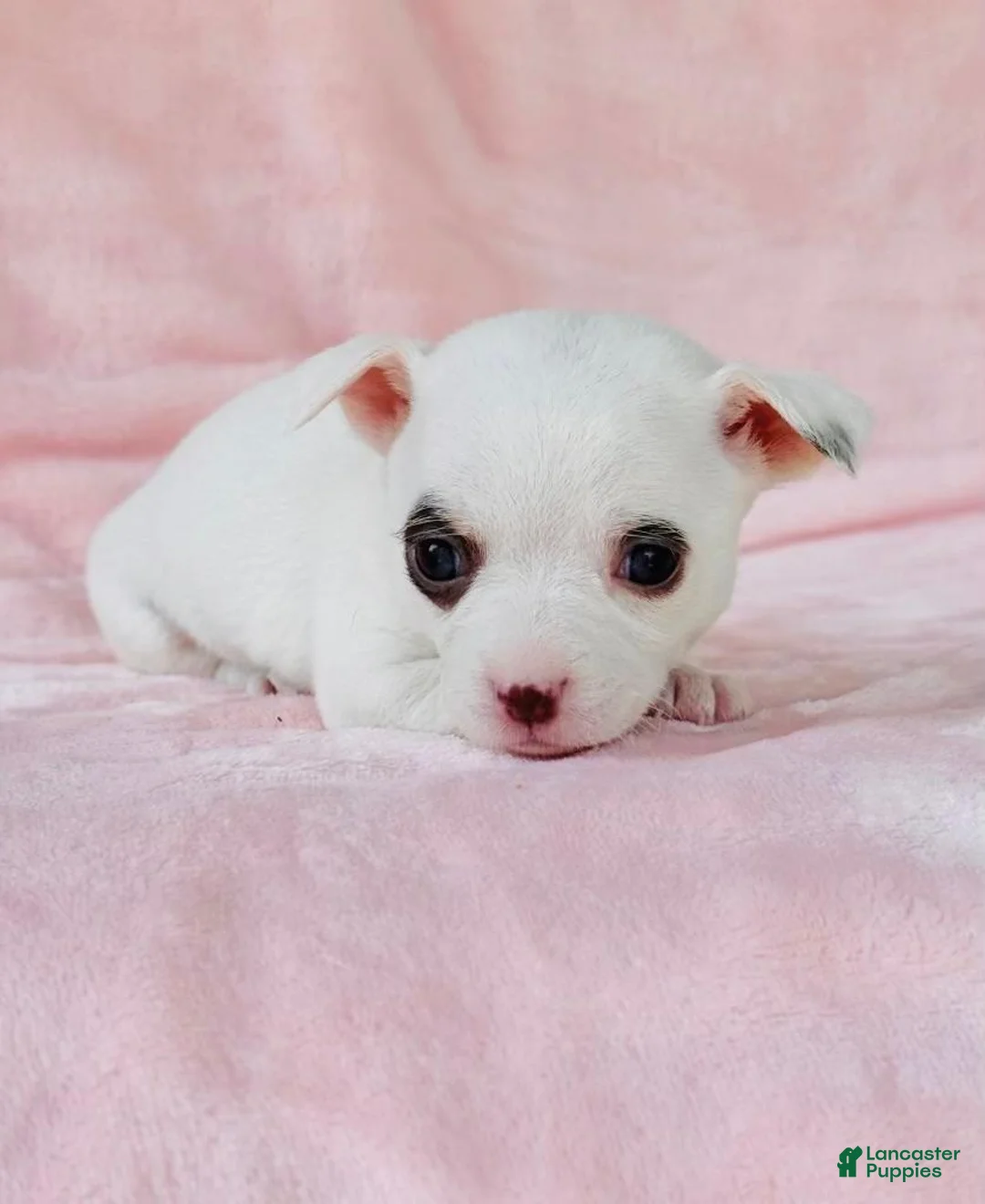 Chihuahua dogs for sale: Chihuahua Puppy 1 - Ad 2