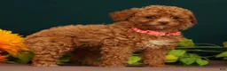 Toy Poodle dogs for sale: Queenie - Ad 5