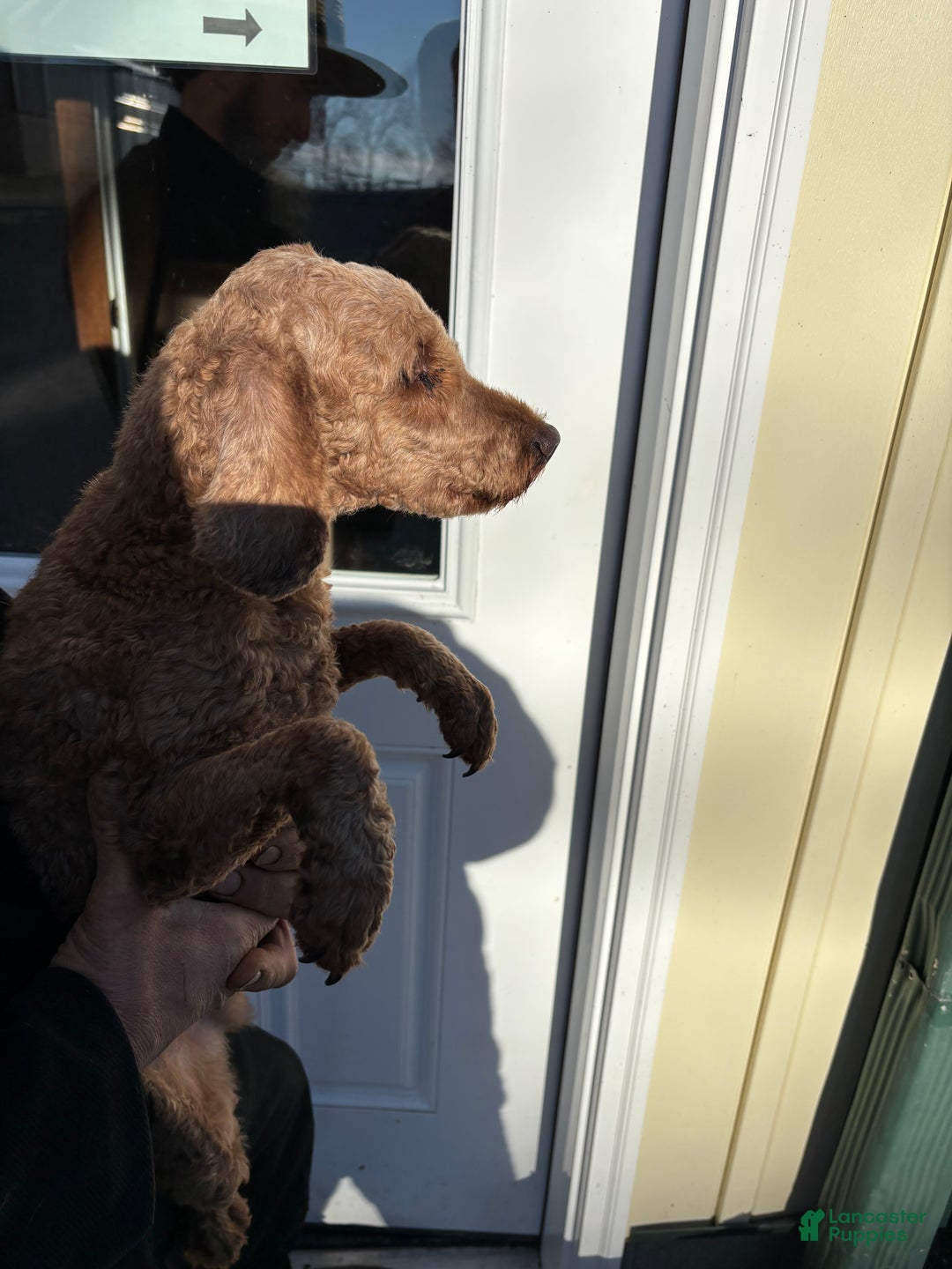 Miniature Poodle dogs for sale: Burt - Ad 3