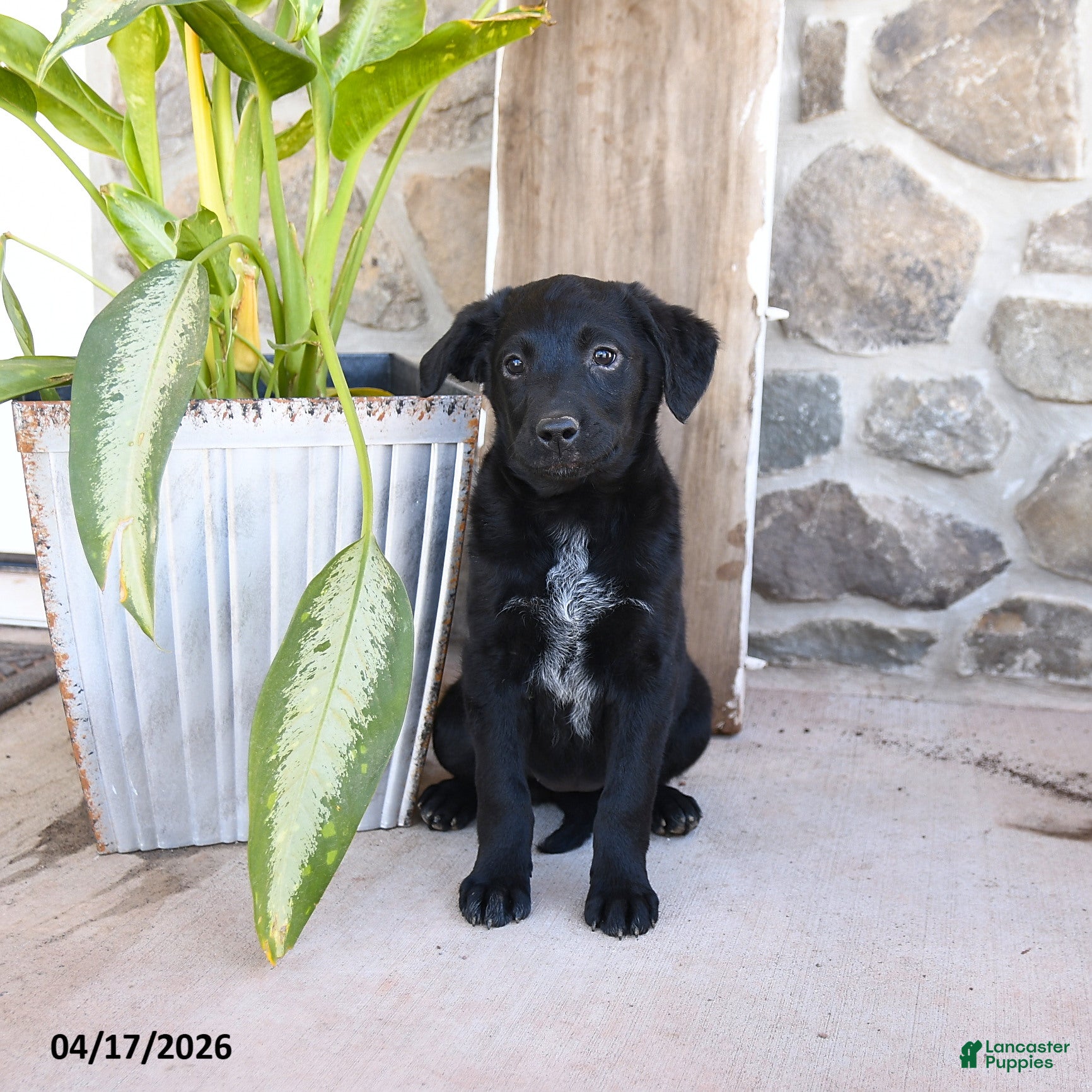 Mixed Breed dogs Rosie - Ad 1