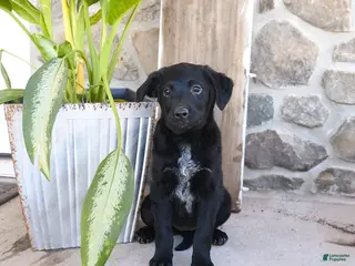 Mixed Breed dogs for sale: Rosie - Ad 2