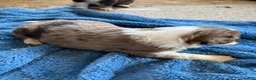Aussiedoodle dogs for sale: Chaps  - Ad 9