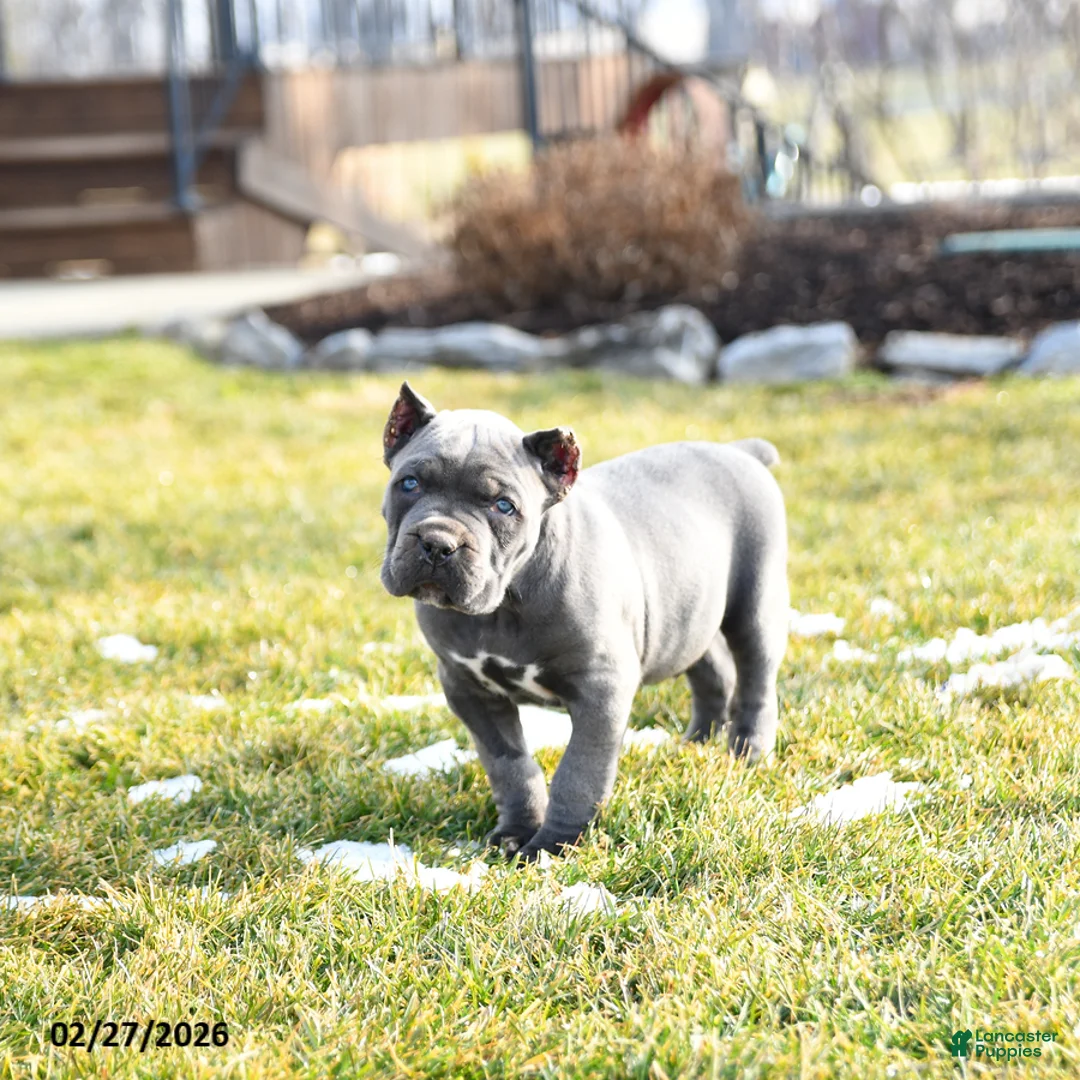 Cane Corso dogs for sale: Xavier - Ad 2