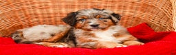 Aussiedoodle dogs for sale: Snickers Standard - Ad 4