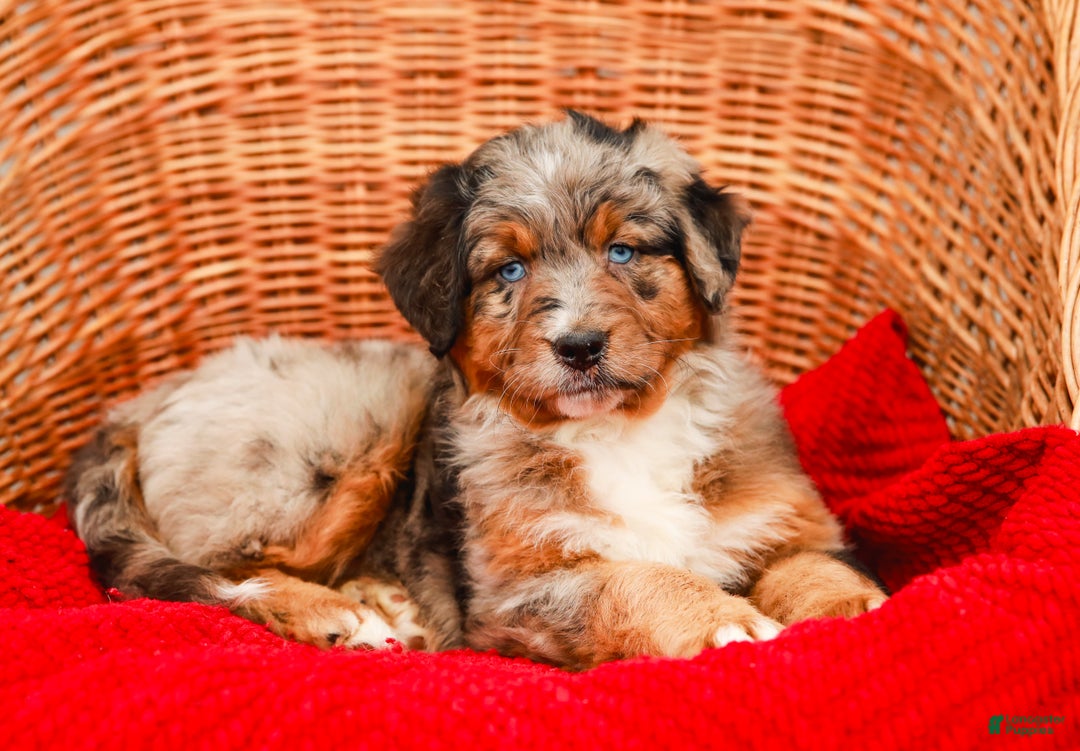 Aussiedoodle dogs for sale: Snickers Standard - Ad 4