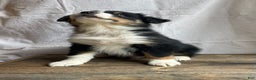 Australian Shepherd dogs for sale: Hero - Ad 5