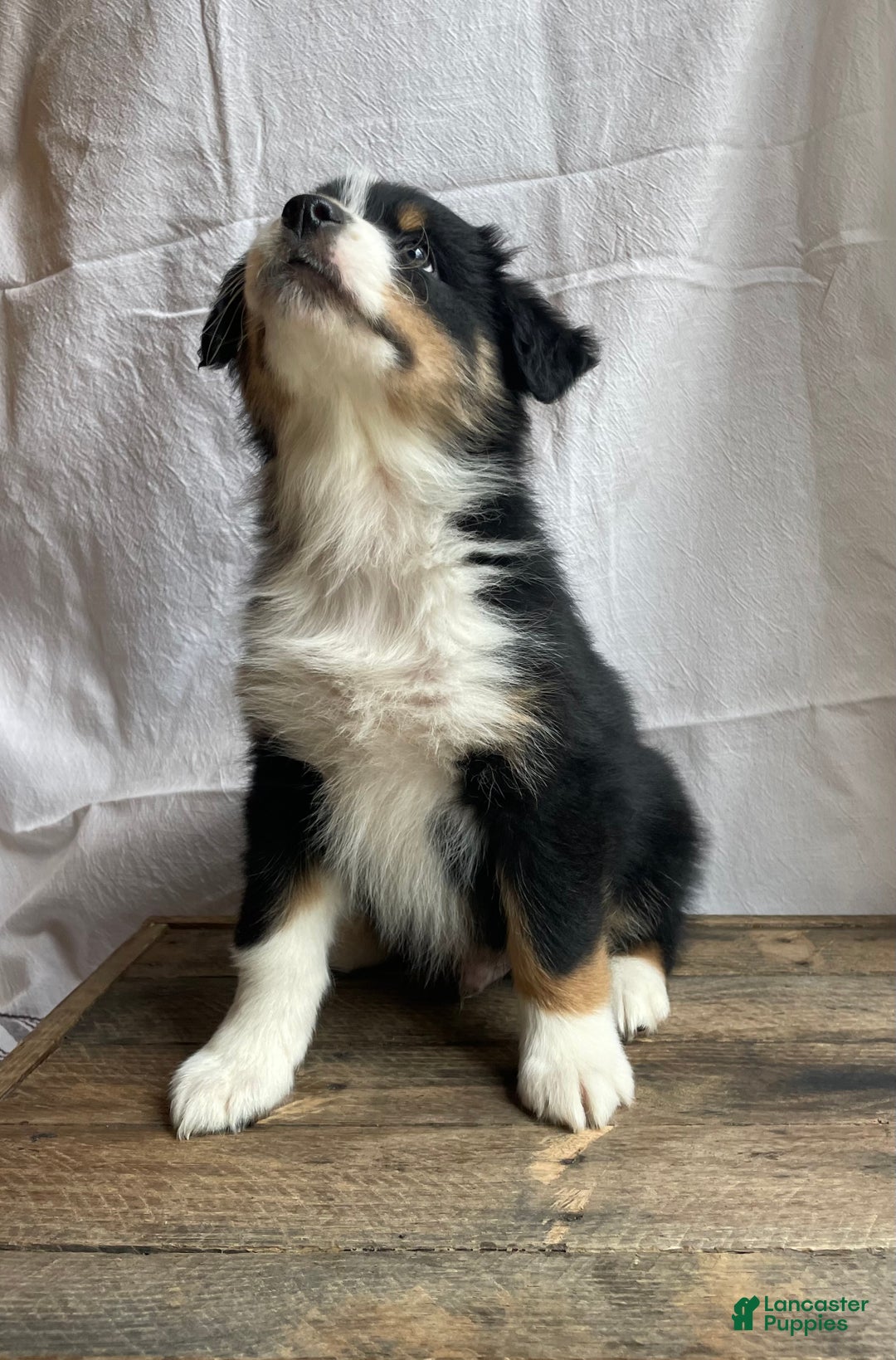 Australian Shepherd dogs for sale: Hero - Ad 5