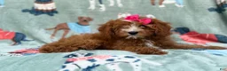 Cavapoo dogs for sale: Buttercup  - Ad 7