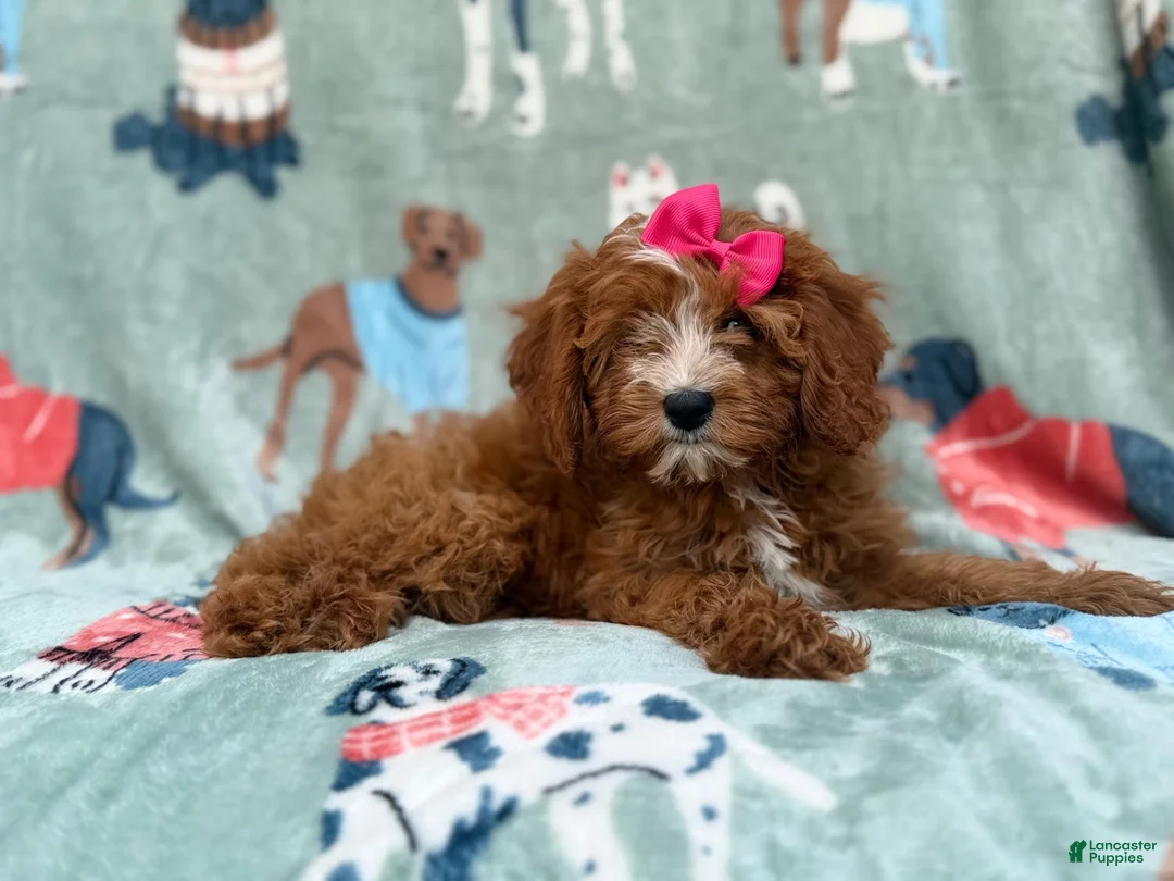 Cavapoo dogs for sale: Buttercup  - Ad 7