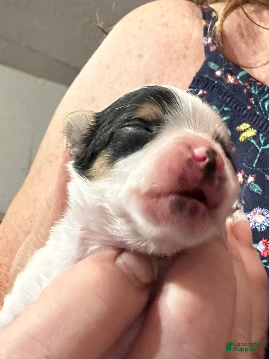 Yorkshire Terrier dogs for sale: AKC Peppy - Ad 1