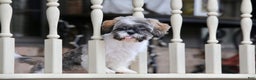 Shih Tzu dogs for sale: Snickers (Neutered) - Ad 18