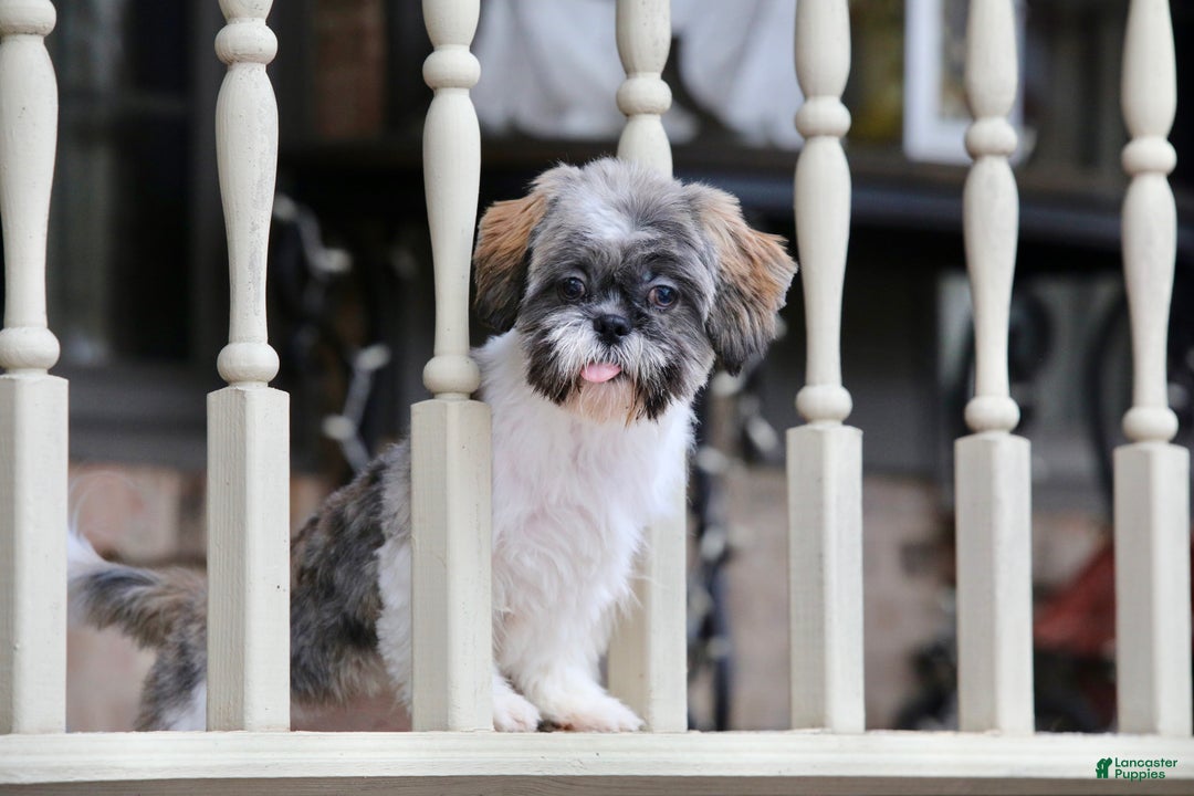 Shih Tzu dogs for sale: Snickers (Neutered) - Ad 18