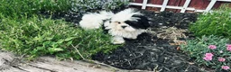 Shih Tzu dogs for sale: Shih Tzu Puppy boy - Ad 2
