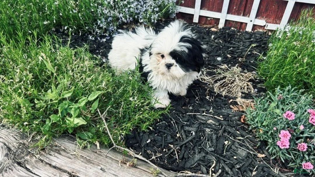 Shih Tzu dogs for sale: Shih Tzu Puppy boy - Ad 2
