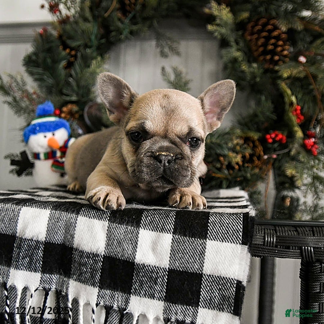 French Bulldog dogs for sale: Daisy - Ad 1
