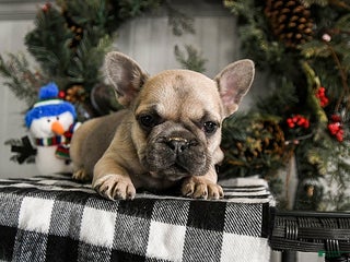 French Bulldog dogs Daisy - Ad 9