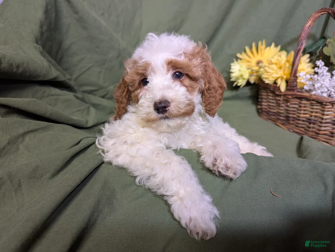 Mixed Breed dogs for sale: Theo - Ad 6