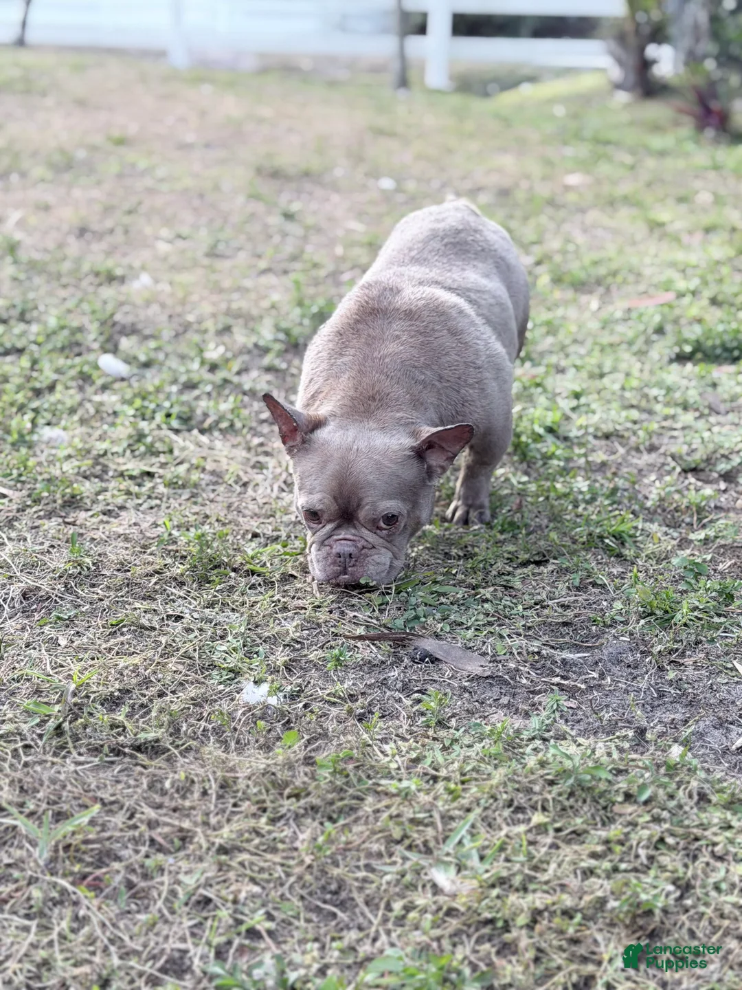 French Bulldog dogs for sale: honey - Ad 4