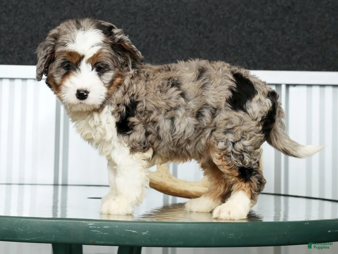 Mini Bernedoodle dogs for sale: Teddy - Ad 4