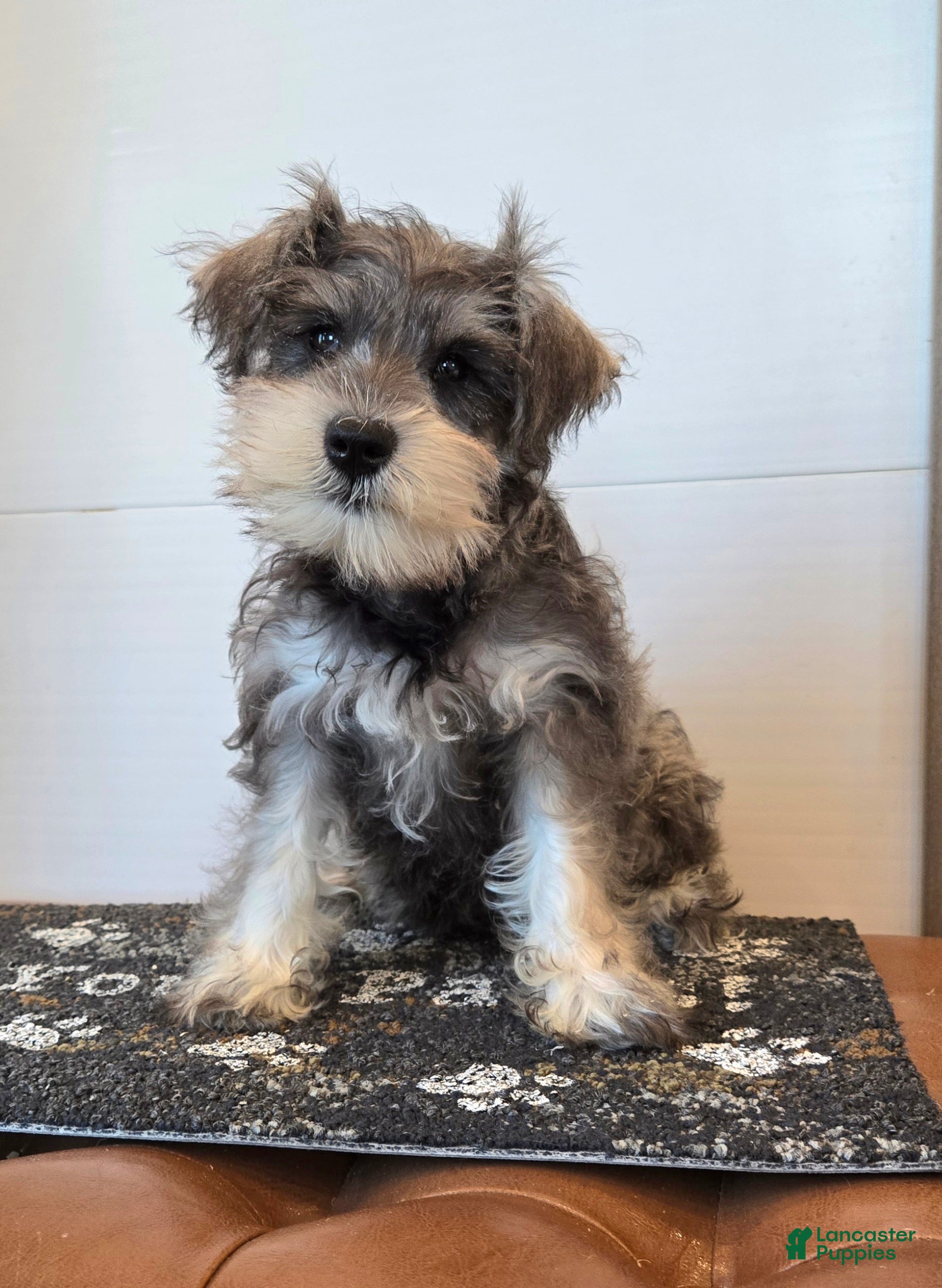 Miniature Schnauzer dogs Nessa - Ad 1
