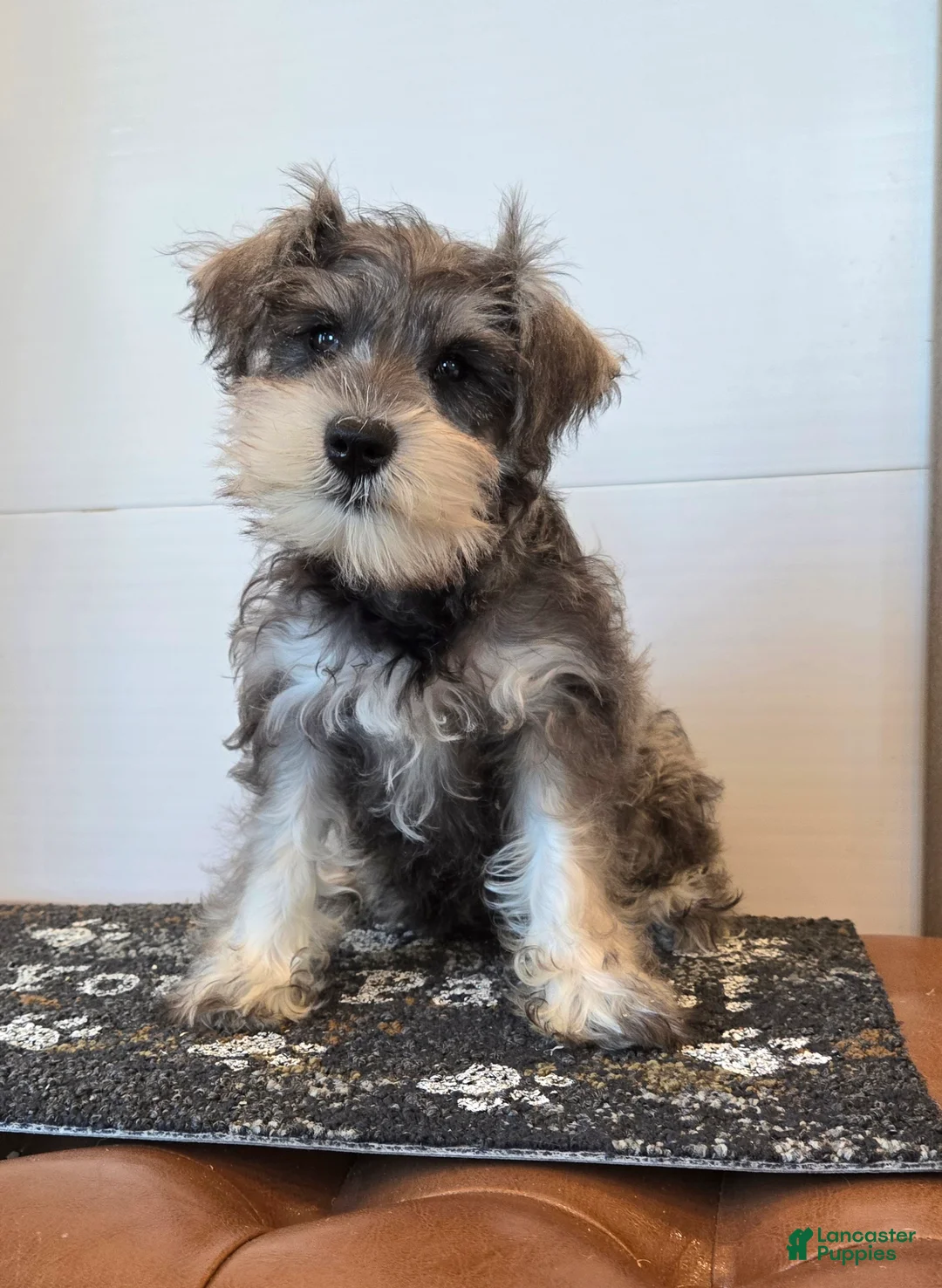 Miniature Schnauzer dogs for sale: Nessa - Ad 1