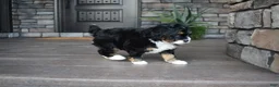 Mini Bernedoodle dogs for sale: Autumn - Ad 4