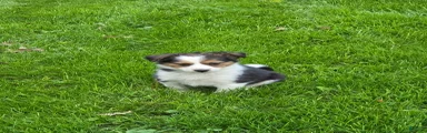 Molly