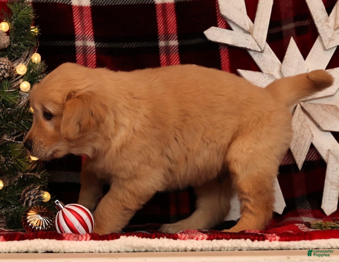 Golden Retriever dogs for sale: Rudolph - Ad 3