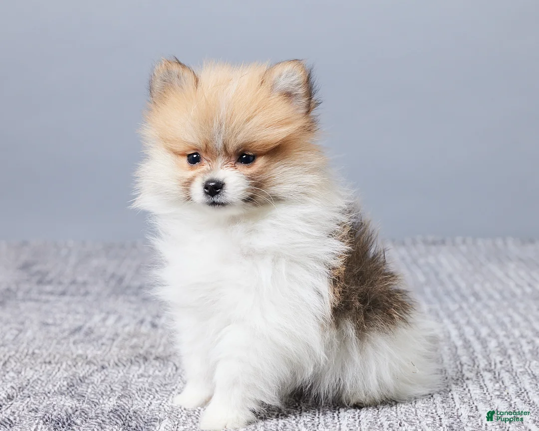 Pomeranian dogs for sale: Dusty - Ad 2