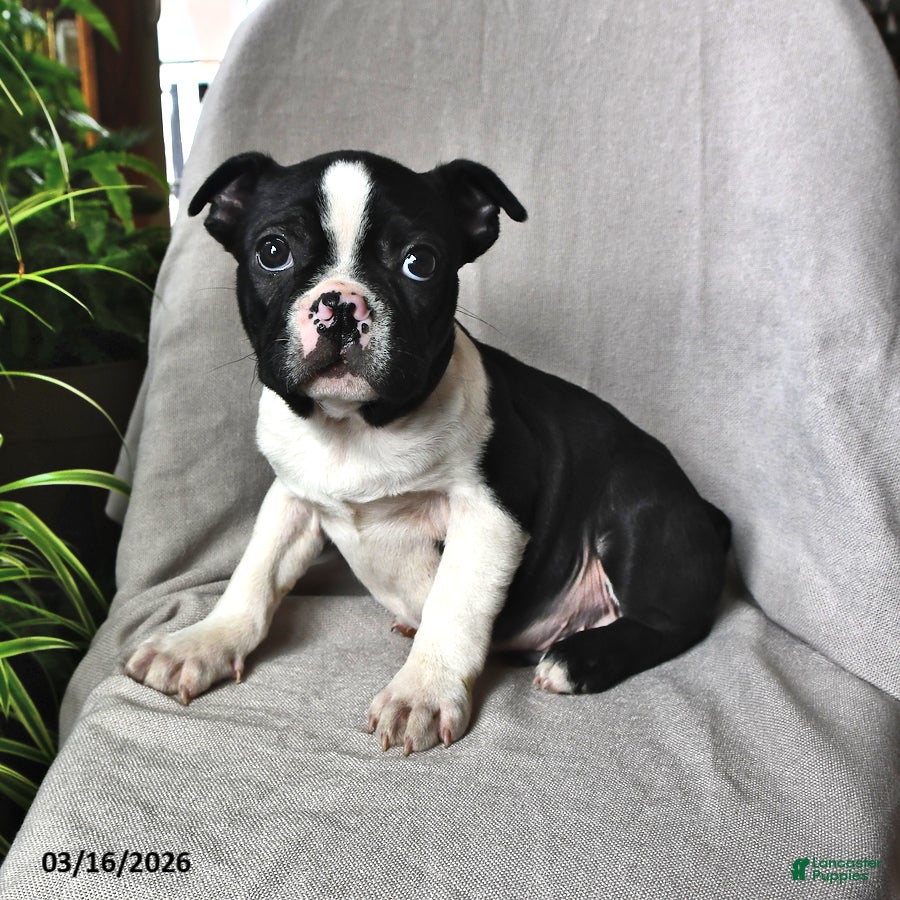 Boston Terrier dogs Parker - Ad 2