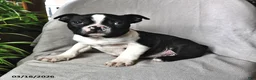 Boston Terrier dogs for sale: Parker - Ad 2