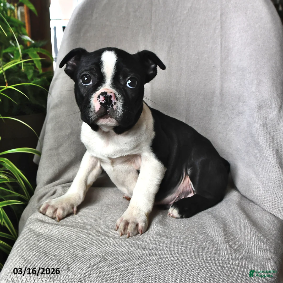 Boston Terrier dogs for sale: Parker - Ad 2